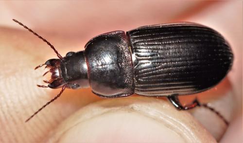 Réf. 312 685 : Zabrus tenebrioides